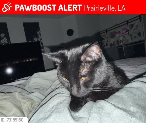 Lost Male Cat last seen Next to Prairieville Walmart, Prairieville, LA 70769