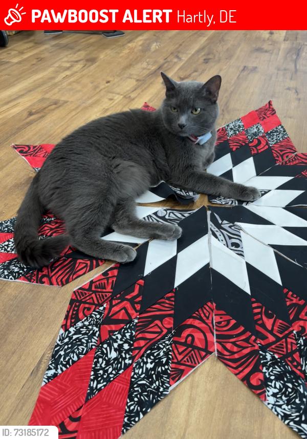 Lost Male Cat last seen Near Hartly Rd, Hartly, DE 19953, Hartly, DE 19953
