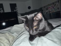 Lost Male Cat last seen Next to Prairieville Walmart, Prairieville, LA 70769