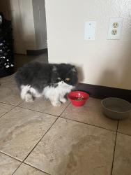 Reunited Unknown Cat last seen Near 6th St S, St. Petersburg, FL 33713