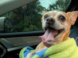 Reunited Female Dog last seen Tropicare & Reistertown, North Port, FL 34286