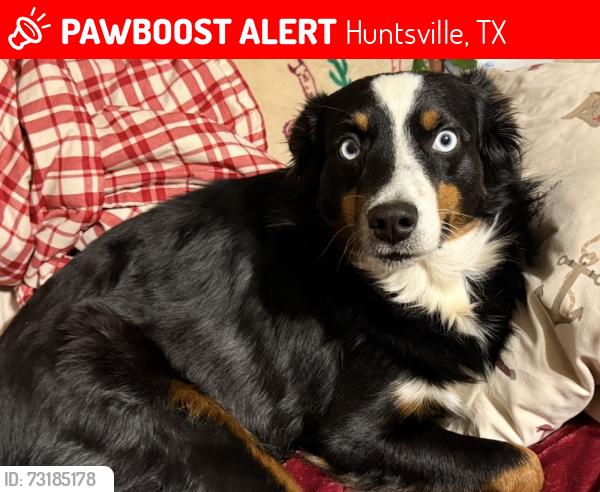 Lost Female Dog last seen Interstate 45, Huntsville, TX 77320