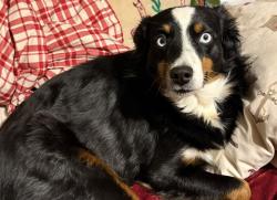 Lost Female Dog last seen Interstate 45, Huntsville, TX 77320
