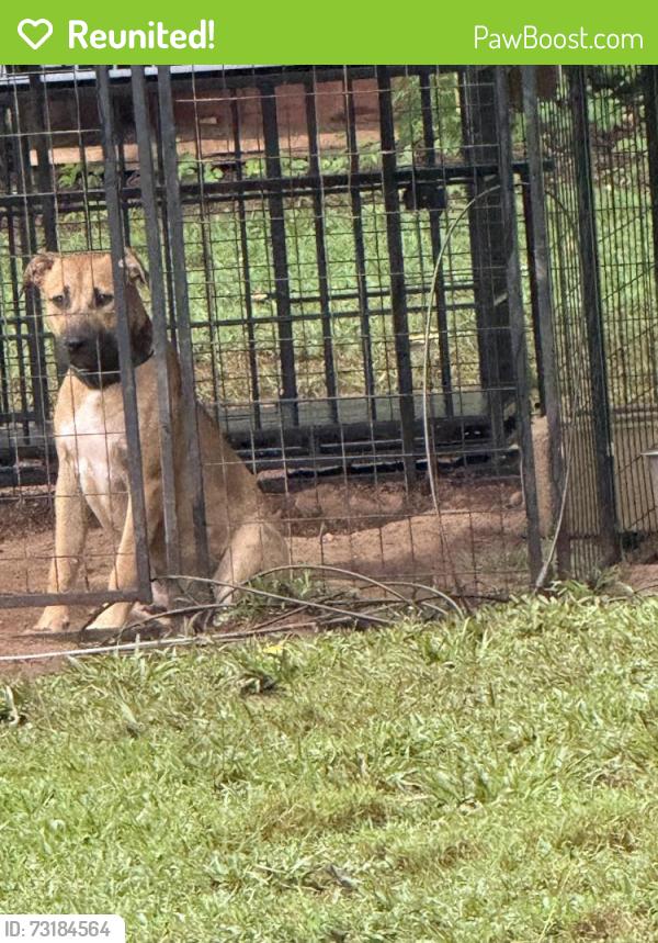 Reunited Male Dog last seen Roams the neighborhood, Pinson, AL 35126