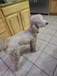 Reunited Male Dog last seen Just west of Hampton Road entrance to Fountainhead Park., Fairfax Station, VA 22039