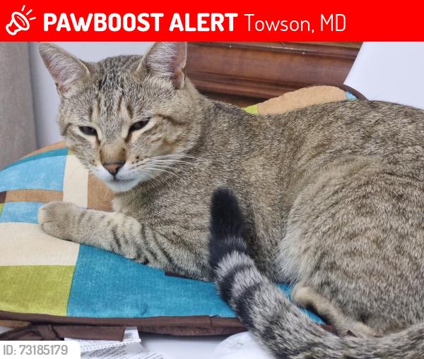 Lost Male Cat last seen Providence road trail, Towson, MD 21286
