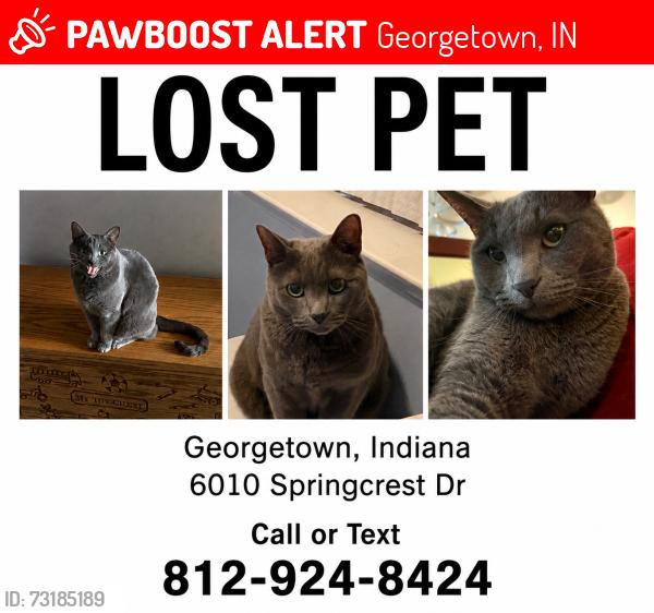 Lost Male Cat last seen Duncan Tunnel, Georgetown, IN 47122