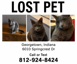 Lost Male Cat last seen Duncan Tunnel, Georgetown, IN 47122