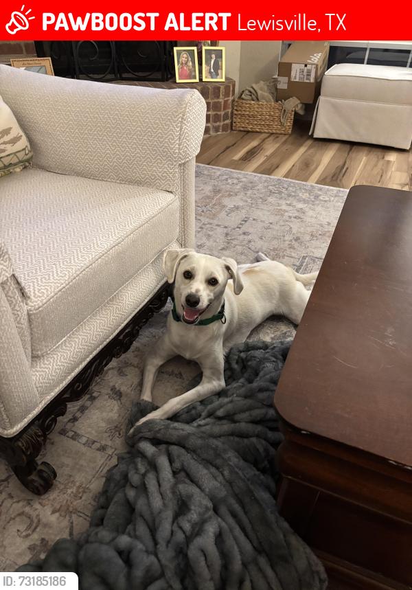 Lost Male Dog last seen Bregenz and Altstatten, Lewisville, TX 75067