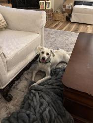 Lost Male Dog last seen Bregenz and Altstatten, Lewisville, TX 75067