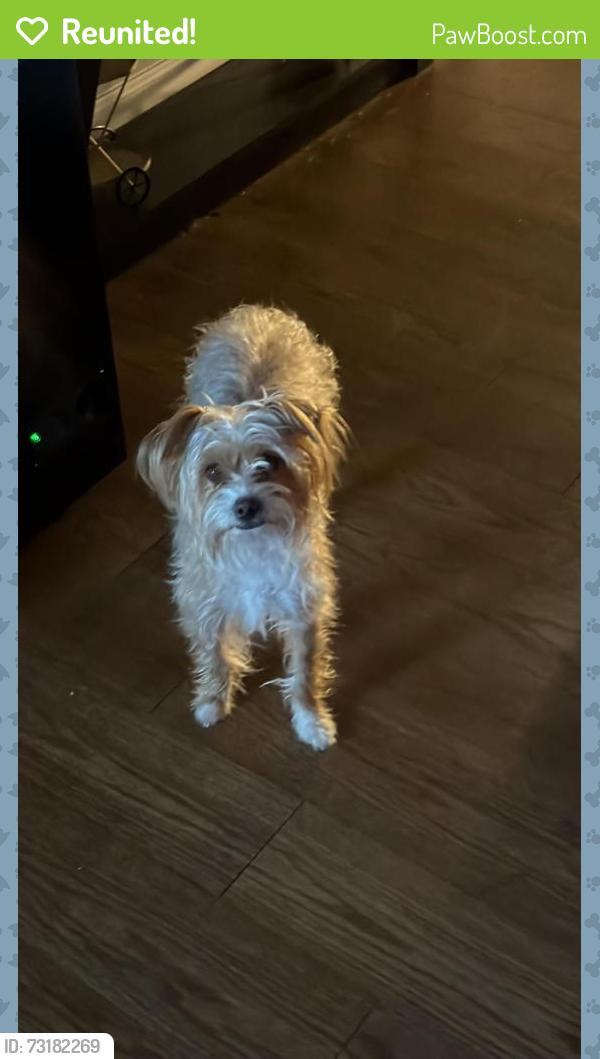 Reunited Female Dog last seen South Winston st Aurora Colorado, Aurora, CO 80013
