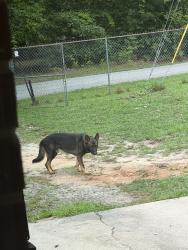 Found/Stray Male Dog last seen Near dead end, Spartanburg County, SC 29349