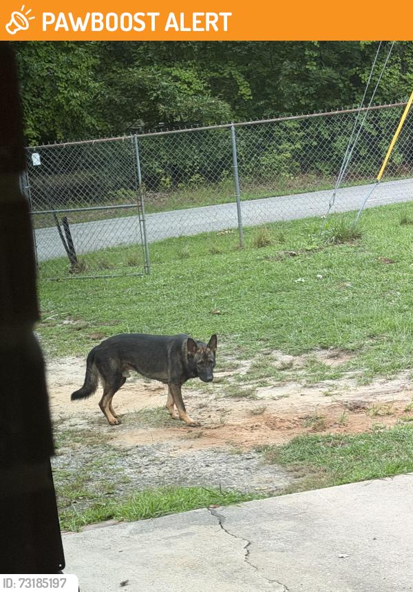 Found/Stray Male Dog last seen Near dead end, Spartanburg County, SC 29349