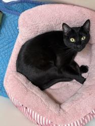 Reunited Female Cat last seen 81st/ Greenwood, Seattle, WA 98103