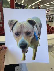 Reunited Male Dog last seen Lucky 6 truck trail, San Diego County, CA 91935