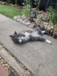 Found/Stray Unknown Cat last seen Lago Vista Mobile Home Park, 57th and Garfield, Loveland, CO 80538
