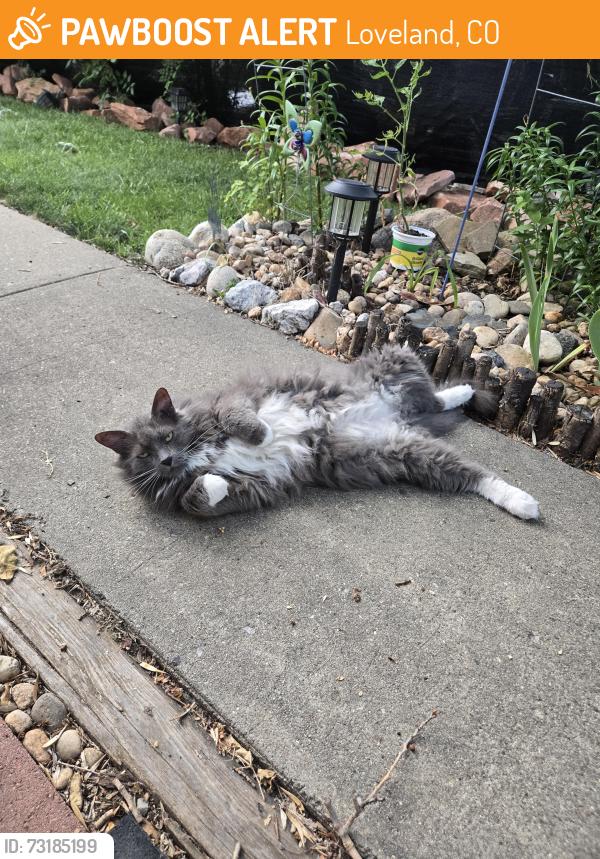 Found/Stray Unknown Cat last seen Lago Vista Mobile Home Park, 57th and Garfield, Loveland, CO 80538