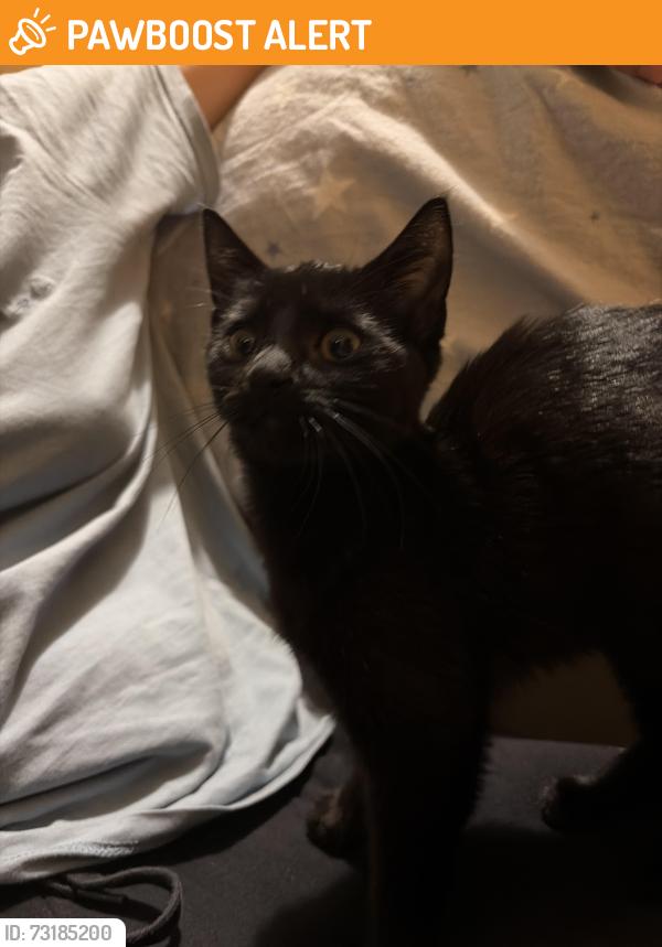 Found/Stray Female Cat last seen Broadstoneway, West Yorkshire, England BD4