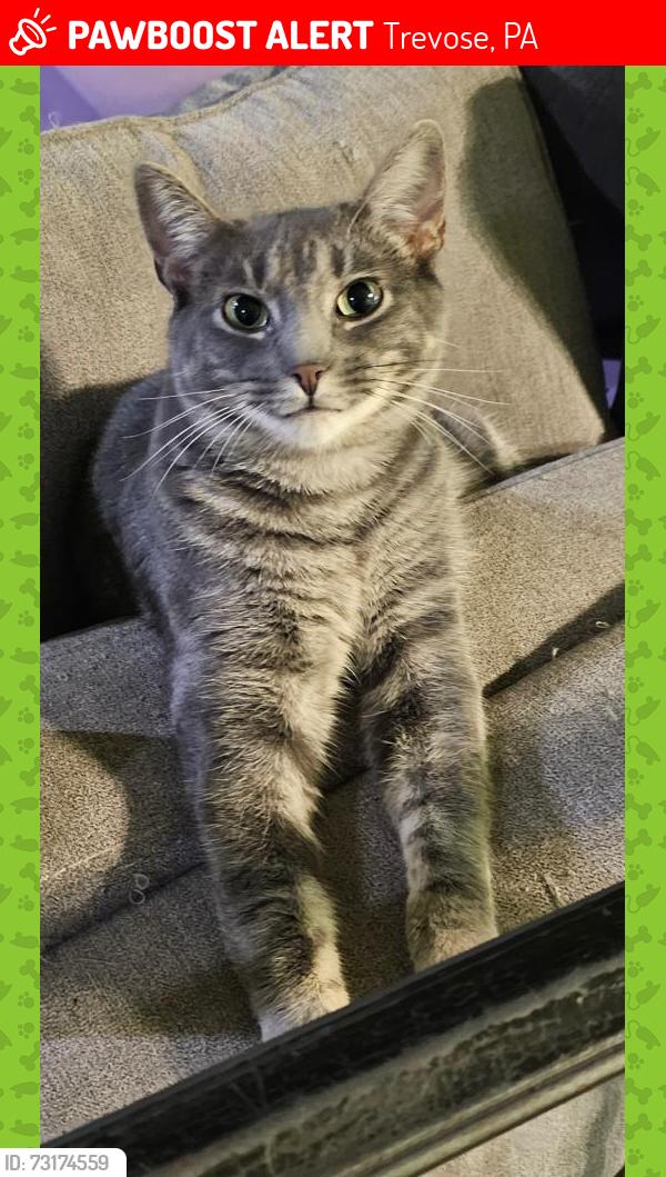 Lost Female Cat last seen North Scott Street and East Bristol Road, Trevose, PA 19053