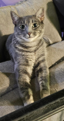 Lost Female Cat last seen North Scott Street and East Bristol Road, Trevose, PA 19053