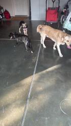 Reunited Unknown Dog last seen Barberville Road, Fort Mill, SC 29707
