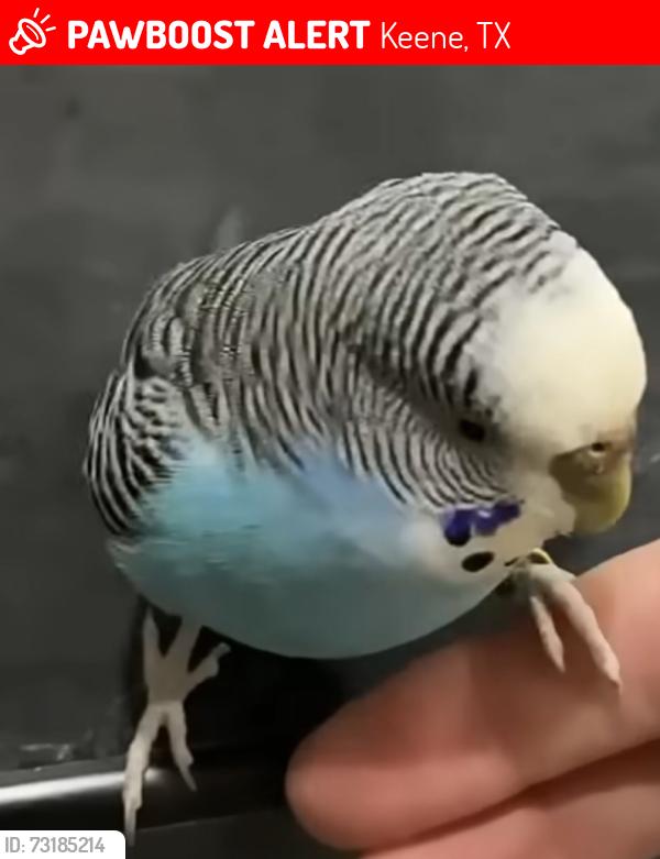 Lost Female Bird last seen Old betsy dollar general, Keene, TX 76059