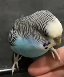 Lost Female Bird last seen Old betsy dollar general, Keene, TX 76059