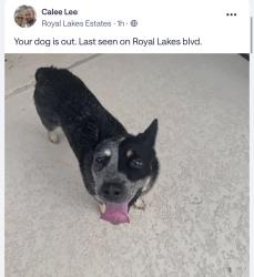 Found/Stray Unknown Dog last seen Royal crest, Fort Bend County, TX 77469