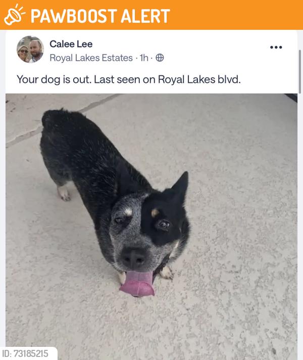 Found/Stray Unknown Dog last seen Royal crest, Fort Bend County, TX 77469