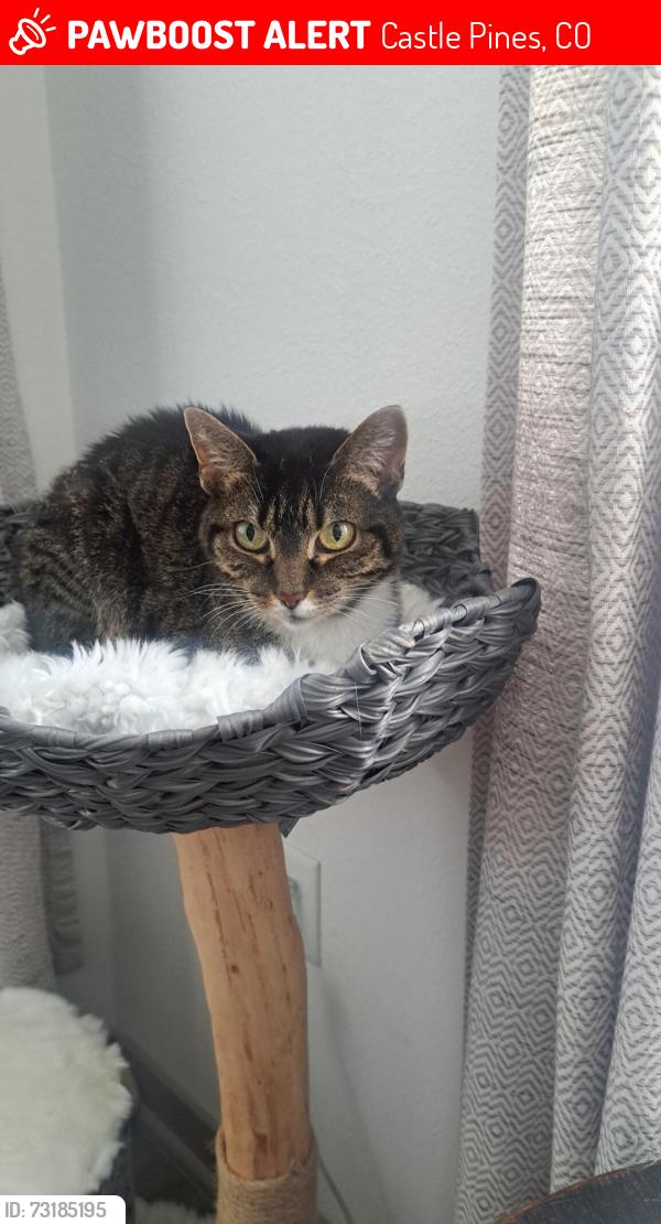 Lost Female Cat last seen Edge View Cir & Lagae, Castle Pines, CO 80108