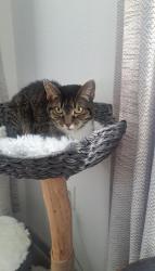 Lost Female Cat last seen Edge View Cir & Lagae, Castle Pines, CO 80108