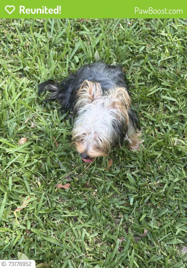 Reunited Male Dog last seen meharry ave, Jacksonville, FL 32209
