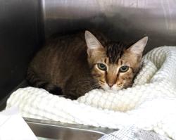 Shelter Stray Male Cat last seen , 1850 W 60th St, Los Angeles, CA 90047, USA