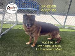 Shelter Stray Male Dog last seen , 1850 W 60th St, Los Angeles, CA 90047, USA