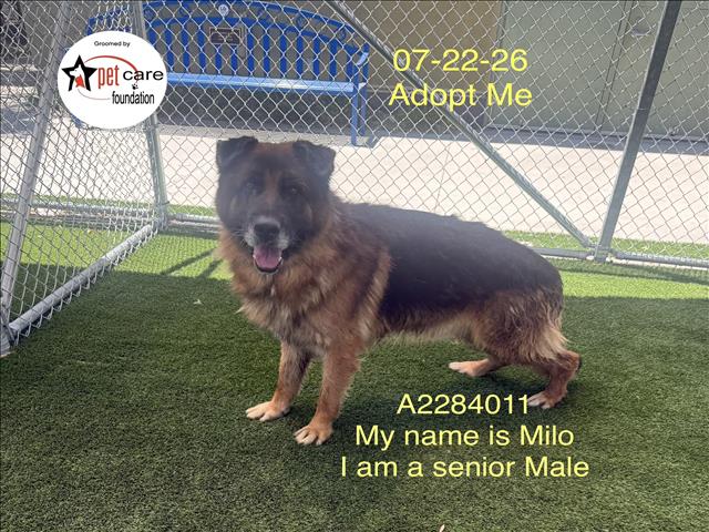 Shelter Stray Male Dog last seen , 1850 W 60th St, Los Angeles, CA 90047, USA