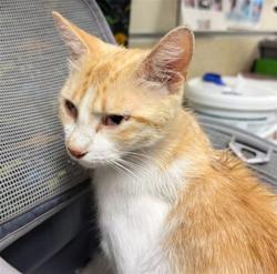 Shelter Stray Female Cat last seen Near BLOCK WEST HOMECOMING CIR, EASTVALE, 6851 Van Buren Boulevard, Jurupa Valley, CA 92509, USA