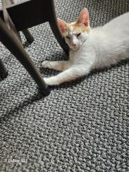 Lost Female Cat last seen Dame St., London, ON 