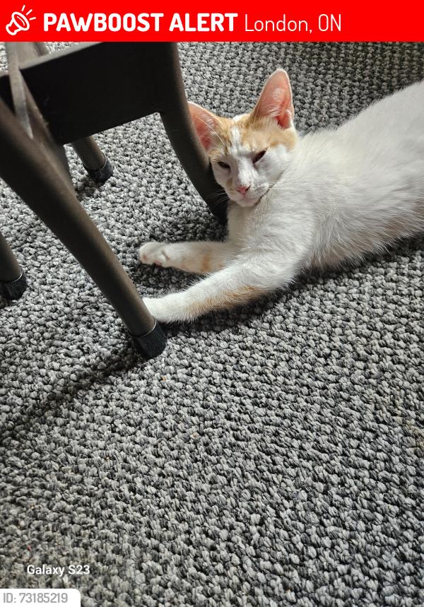 Lost Female Cat last seen Dame St., London, ON 