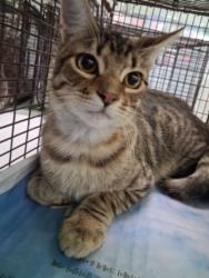 Shelter Stray Male Cat last seen , 1850 W 60th St, Los Angeles, CA 90047, USA