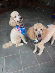 Reunited Male Dog last seen Just west of Hampton Road entrance to Fountainhead Park., Fairfax Station, VA 22039