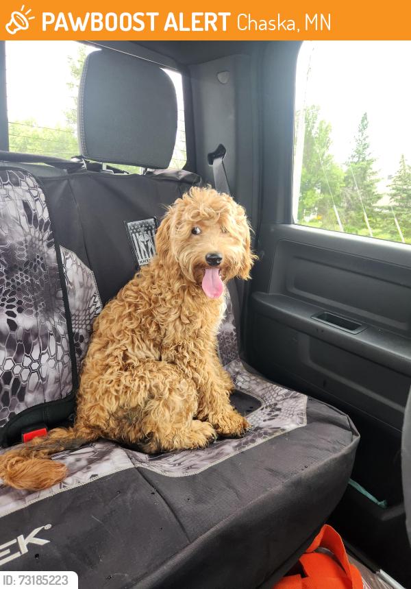 Found/Stray Unknown Dog last seen Timberwood and Shady Oak, Chaska, MN 55318