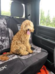 Found/Stray Unknown Dog last seen Timberwood and Shady Oak, Chaska, MN 55318