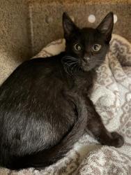 Shelter Stray Male Cat last seen IMPACT ACADEMY, 16 Barnes Ct, Hayward, CA 94544, USA