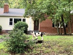 Found/Stray Unknown Dog last seen Madison and West Brentwood Roads, heading toward Sternberger Elementary, Greensboro, NC 27403