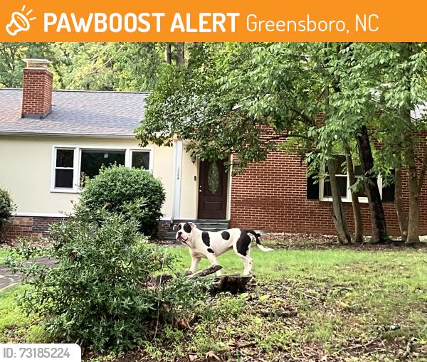 Found/Stray Unknown Dog last seen Madison and West Brentwood Roads, heading toward Sternberger Elementary, Greensboro, NC 27403