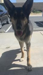 Found/Stray Male Dog last seen Pearblossom Avenue T, Littlerock, CA 93543