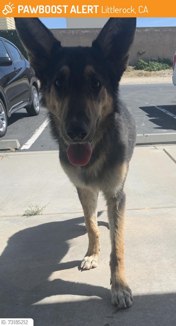 Found/Stray Male Dog last seen Pearblossom Avenue T, Littlerock, CA 93543