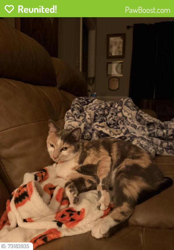 Reunited Female Cat last seen Farmwood loop, Wilson, NC 27896