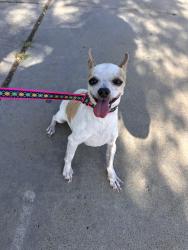 Reunited Male Dog last seen Madden Ave, San Diego, CA 92154, USA, San Diego, CA 92154