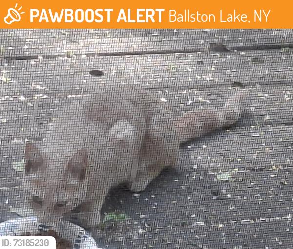 Found/Stray Unknown Cat last seen Ashdown Rd & Blue Barns Rd, Ballston Lake, NY 12019